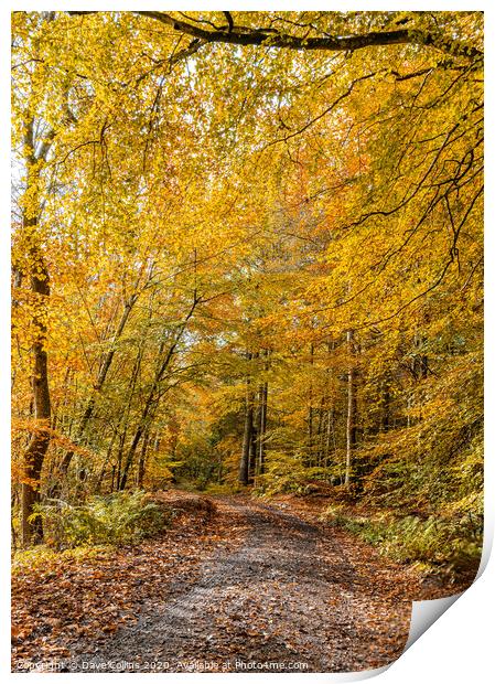 Woodland Muddy Footpath in Autumn Print by Dave Collins