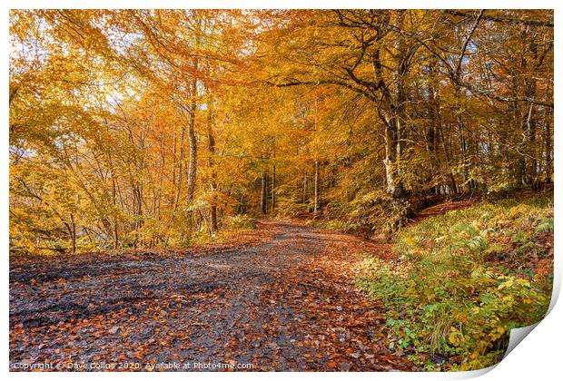 Woodland Muddy Footpath in Autumn Print by Dave Collins
