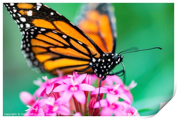 Monarch butterfly Print by Dave Collins