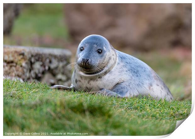 Young Seal playing at St Abbs Head, Scotland Print by Dave Collins