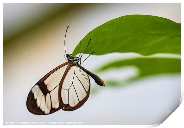 Glasswing Butterfly Print by Dave Collins