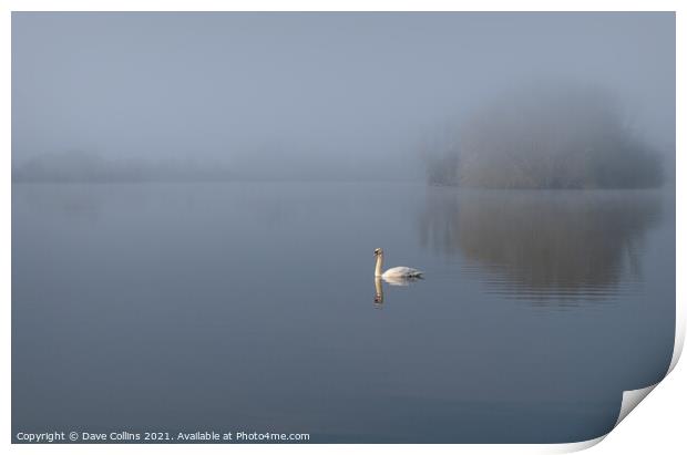 Misty Morning Swan and Lake Print by Dave Collins