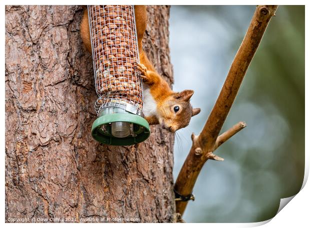 Red Squirrel on a peanut bird feeder Print by Dave Collins