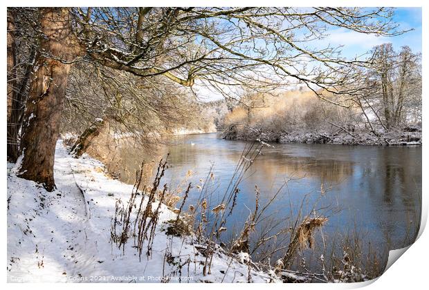 Teviot River and winter snow in the Scottish Borders Print by Dave Collins