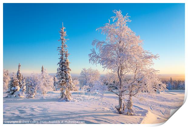 snow and frost covered trees, Lapland, Finland Print by Dave Collins
