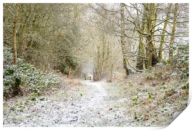 Snow Covered Footpath, Scottish Borders, United Ki Print by Dave Collins