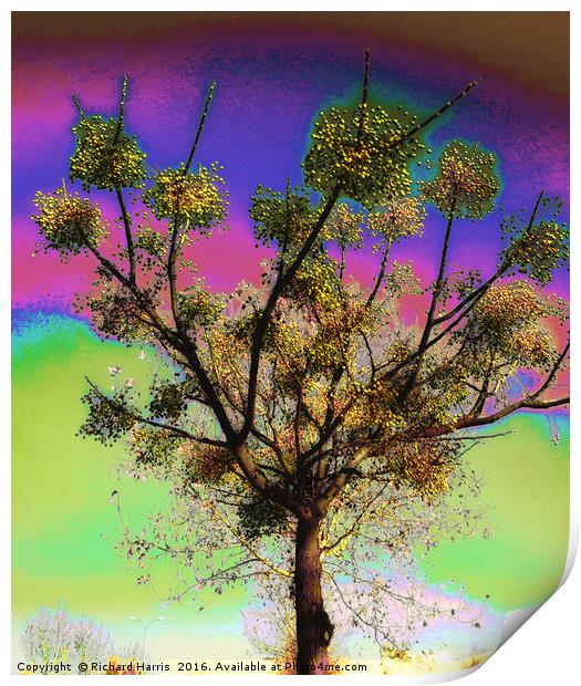 Tree of life Print by Richard Harris
