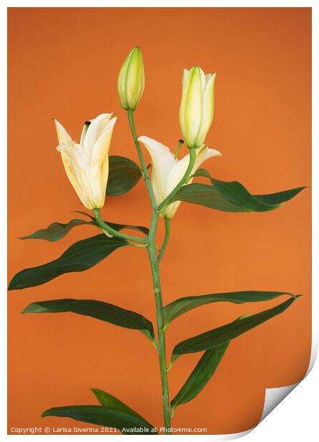 Lily bouquet Print by Larisa Siverina