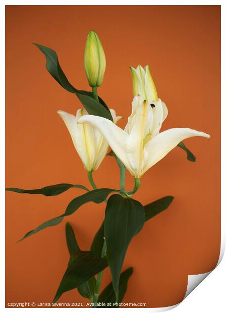Lily bouquet Print by Larisa Siverina