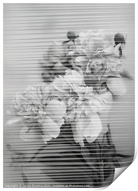 Peony bouquet Print by Larisa Siverina