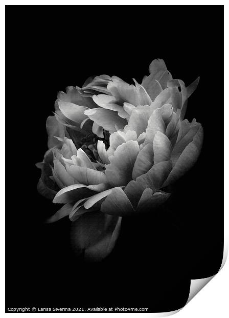 Dark Rose Print by Larisa Siverina