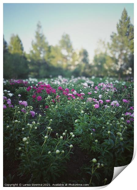 Peony field Print by Larisa Siverina