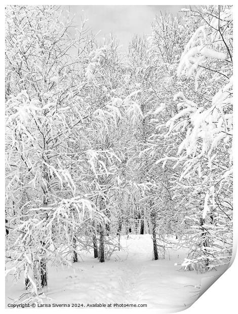 A tree covered in snow Print by Larisa Siverina