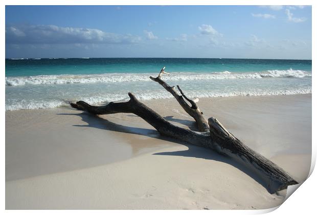 Tree on a beach, Carribean sea, Tulum, Mexico Print by Larisa Siverina