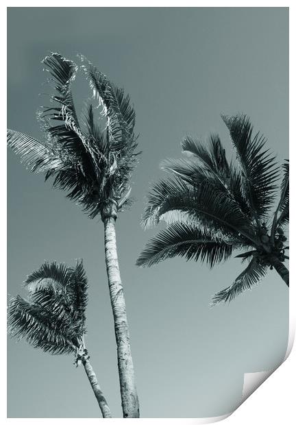 Palm trees Print by Larisa Siverina