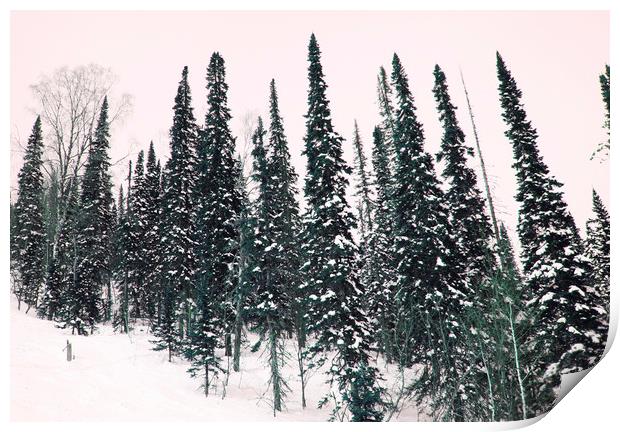 Winter forest Print by Larisa Siverina