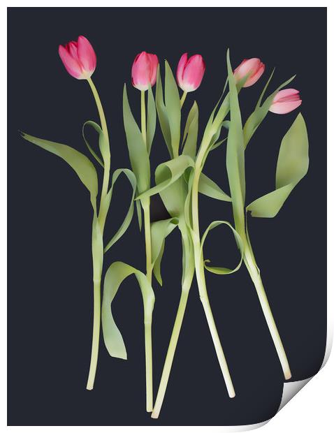 Pink tulips on black background Print by Larisa Siverina