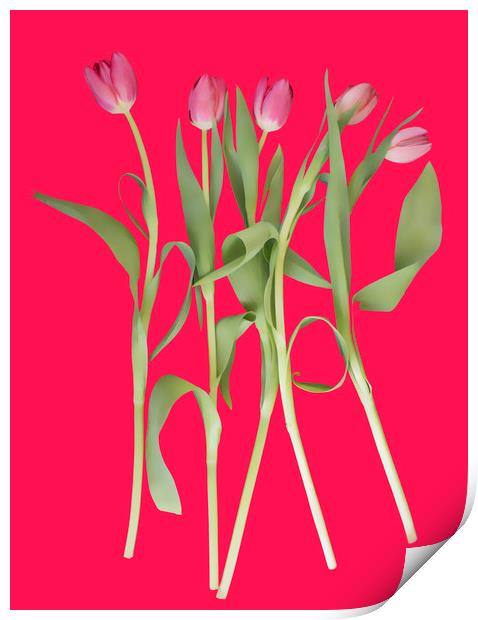 Tulips on pink background Print by Larisa Siverina