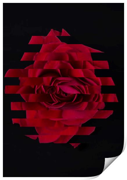 Red abstract rose Print by Larisa Siverina