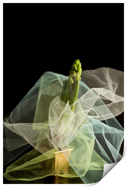 Hyacinth in a pot   Print by Larisa Siverina