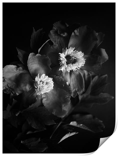 Black peonies flowers Print by Larisa Siverina