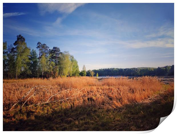 Yellow reeds on the lake Uvildy Print by Larisa Siverina