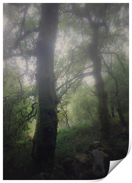 Foggy forest Print by Larisa Siverina