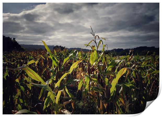 Corn field Print by Larisa Siverina