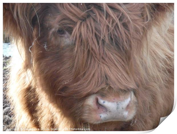 Highland cow Farm cattle Print by sharon rice