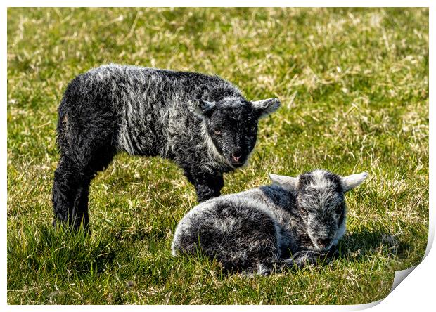 Herdwick Sheep - Twin Lambs. Print by Colin Allen
