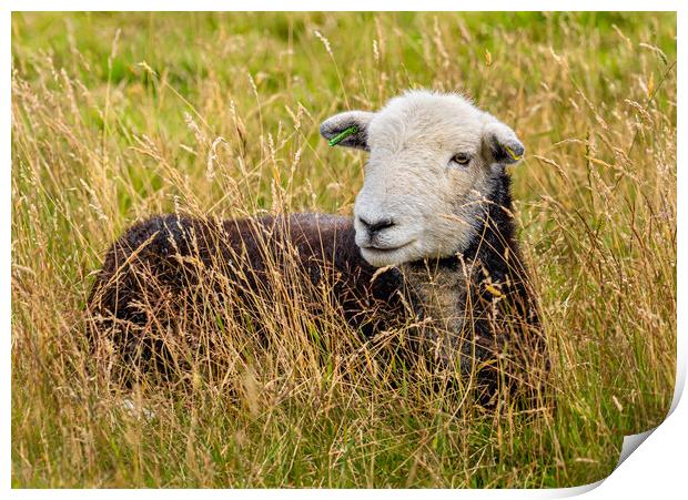 Herdwick Sheep. Print by Colin Allen