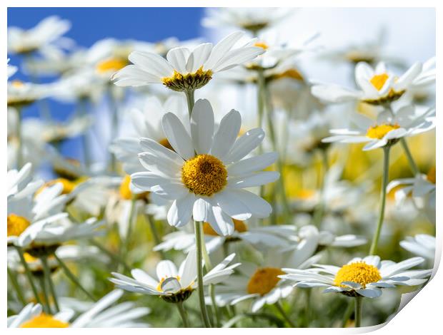 Oxeye Daisies. Print by Colin Allen