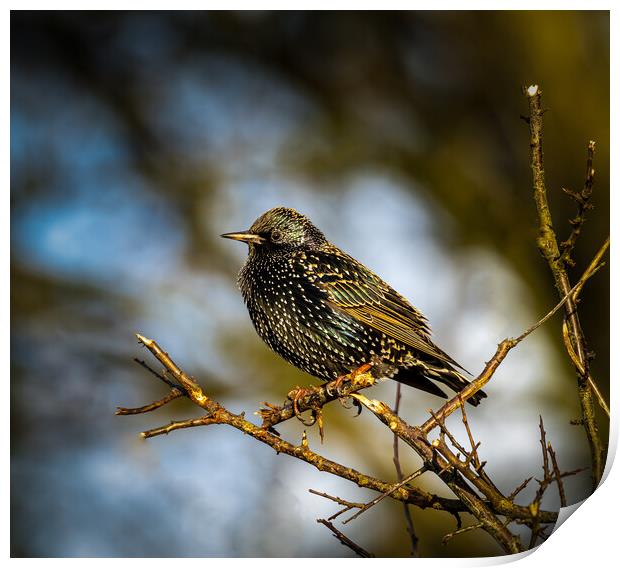 Starling. Print by Colin Allen