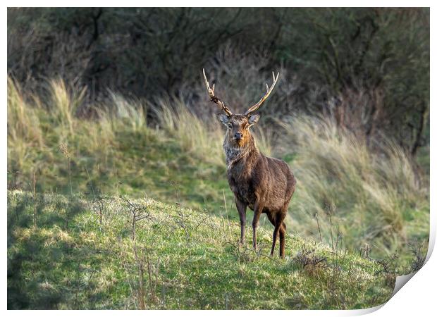 Sika Deer Stag. Print by Colin Allen
