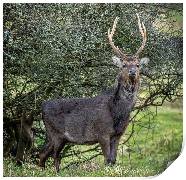 The Majestic Sika Stag Print by Colin Allen