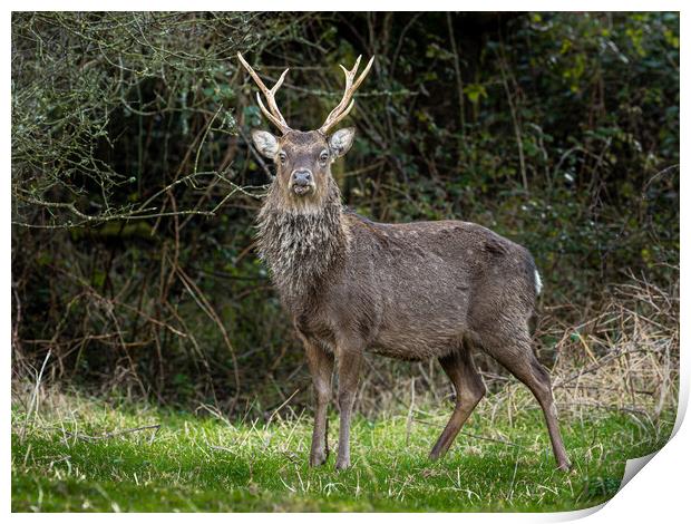 Sika Deer Stag. Print by Colin Allen