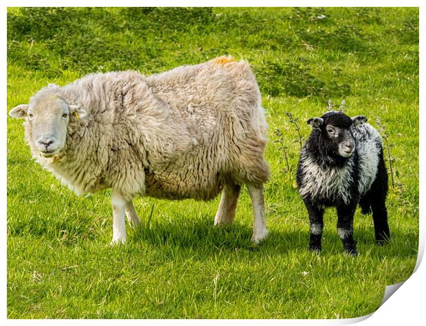 Herdwick Sheep - Mother and Lamb. Print by Colin Allen