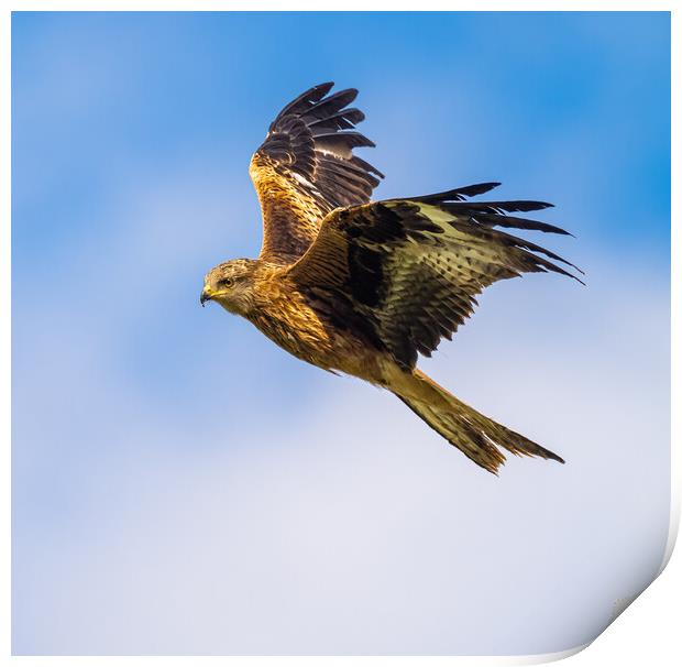 Red Kite in Flight. Print by Colin Allen