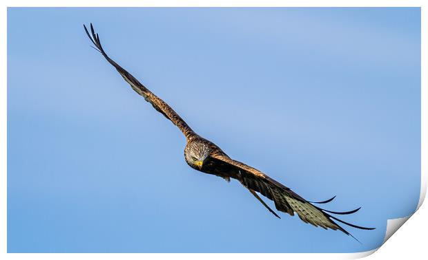 Red Kite in Flight. Print by Colin Allen