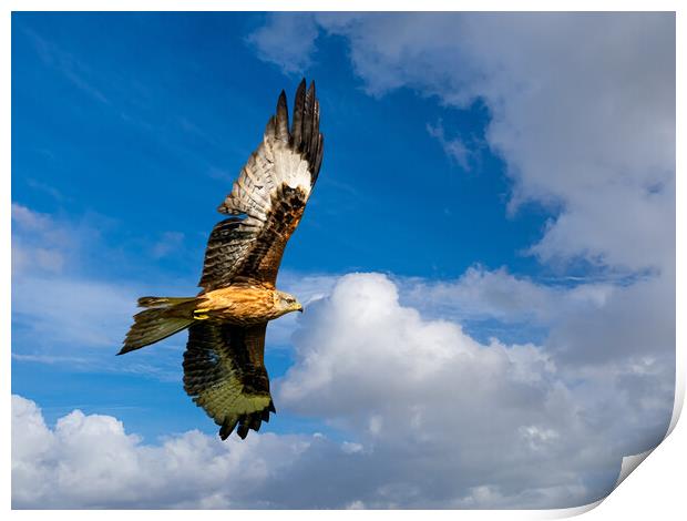 Majestic Red Kite Soaring through the Skies Print by Colin Allen
