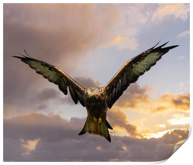 Red Kite in Flight. Print by Colin Allen