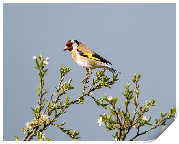 The Beautiful Goldfinch.   Print by Colin Allen