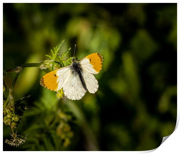 The Beautiful Orange Tip Butterfly. Print by Colin Allen