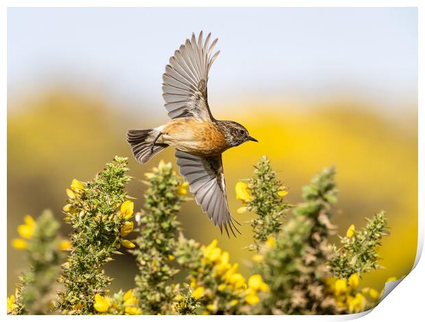 Stonechat Flying through gorse in bloom.   Print by Colin Allen