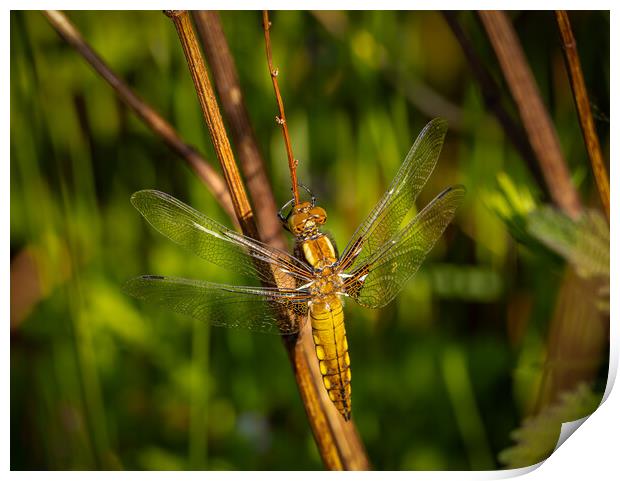 The Enchanting Dragonfly Print by Colin Allen