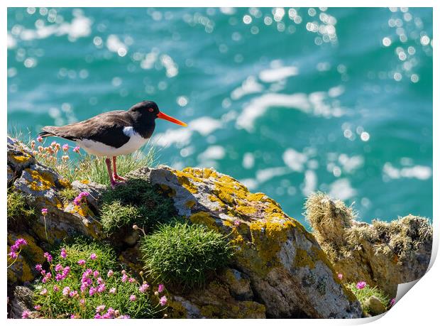 Vibrant Oystercatcher by the Sea Print by Colin Allen