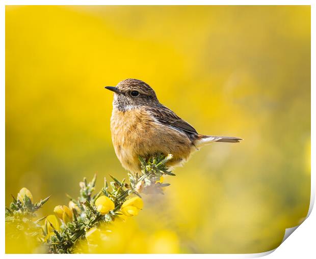  Vibrant Stonechat  Print by Colin Allen