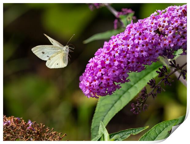 Small White Butterfly in Flight. Print by Colin Allen