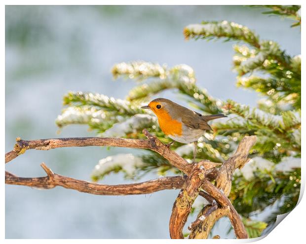 Robin in the Snow. Print by Colin Allen