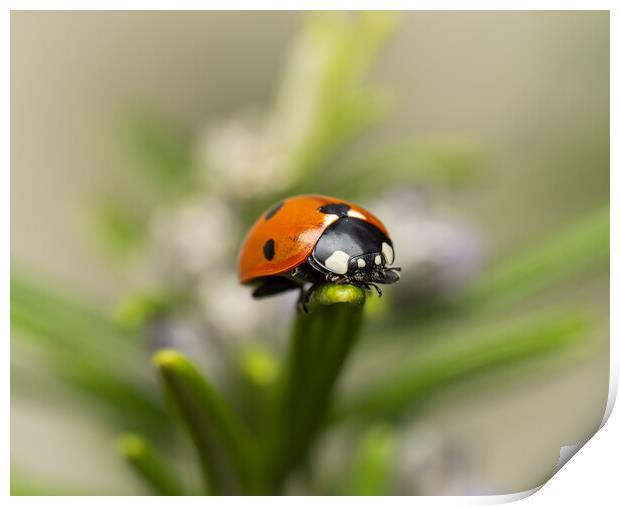 The Seven Spot Ladybird. Print by Colin Allen